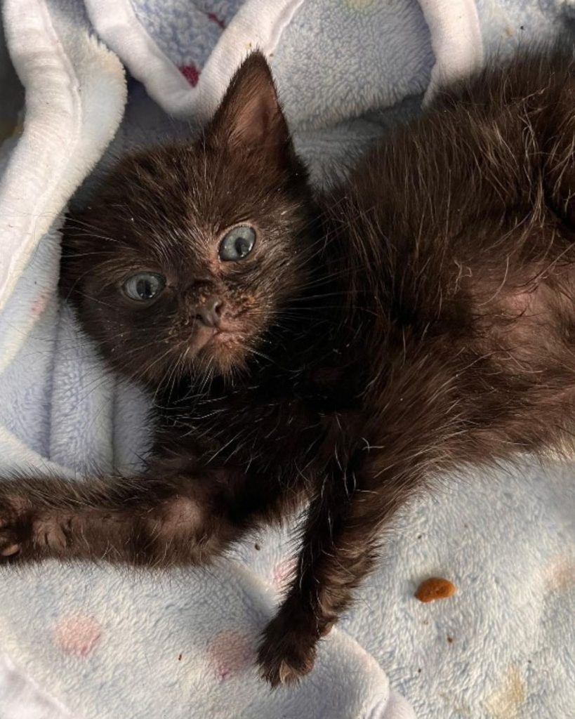 Schwarze Katze liegt auf einer blauen Decke