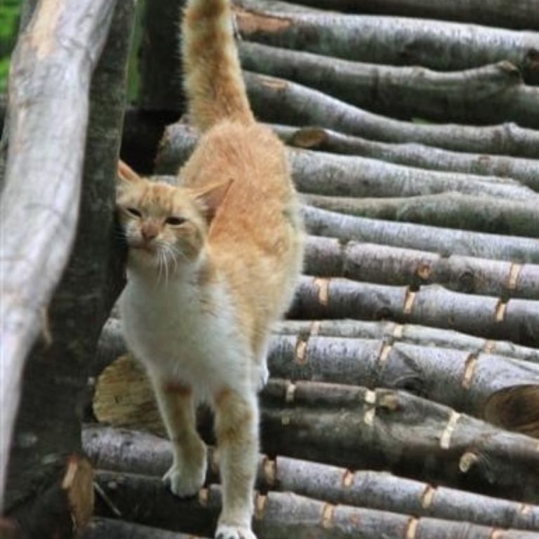 Tierheim-Katze kratzt an Holz