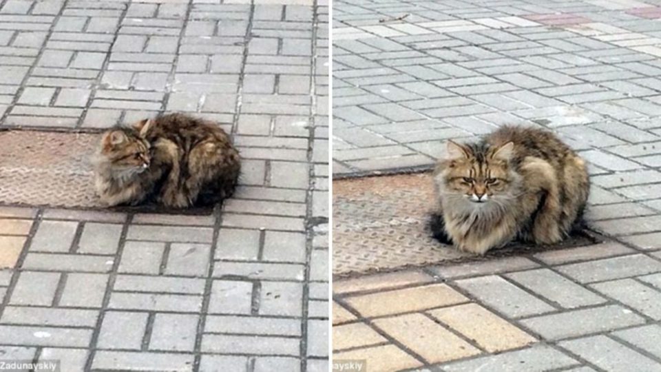 Katze wartet auf Besitzer