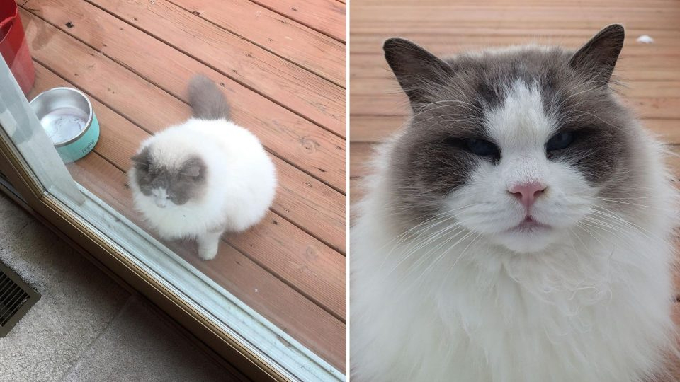 Katze auf einer Veranda