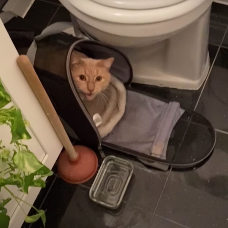 Verlassene Katze in einem Badezimmer