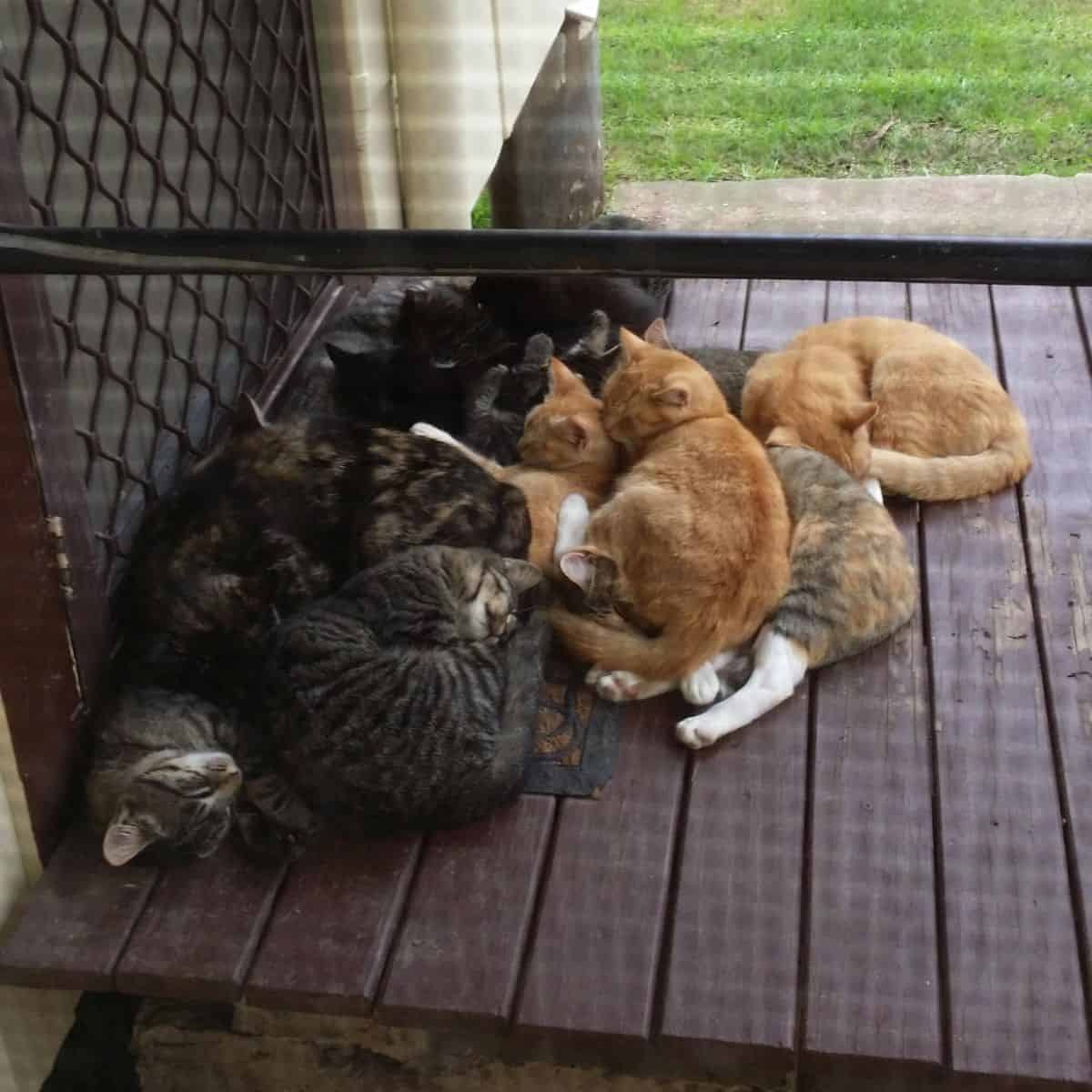 Viele schlafende Katzen auf Veranda