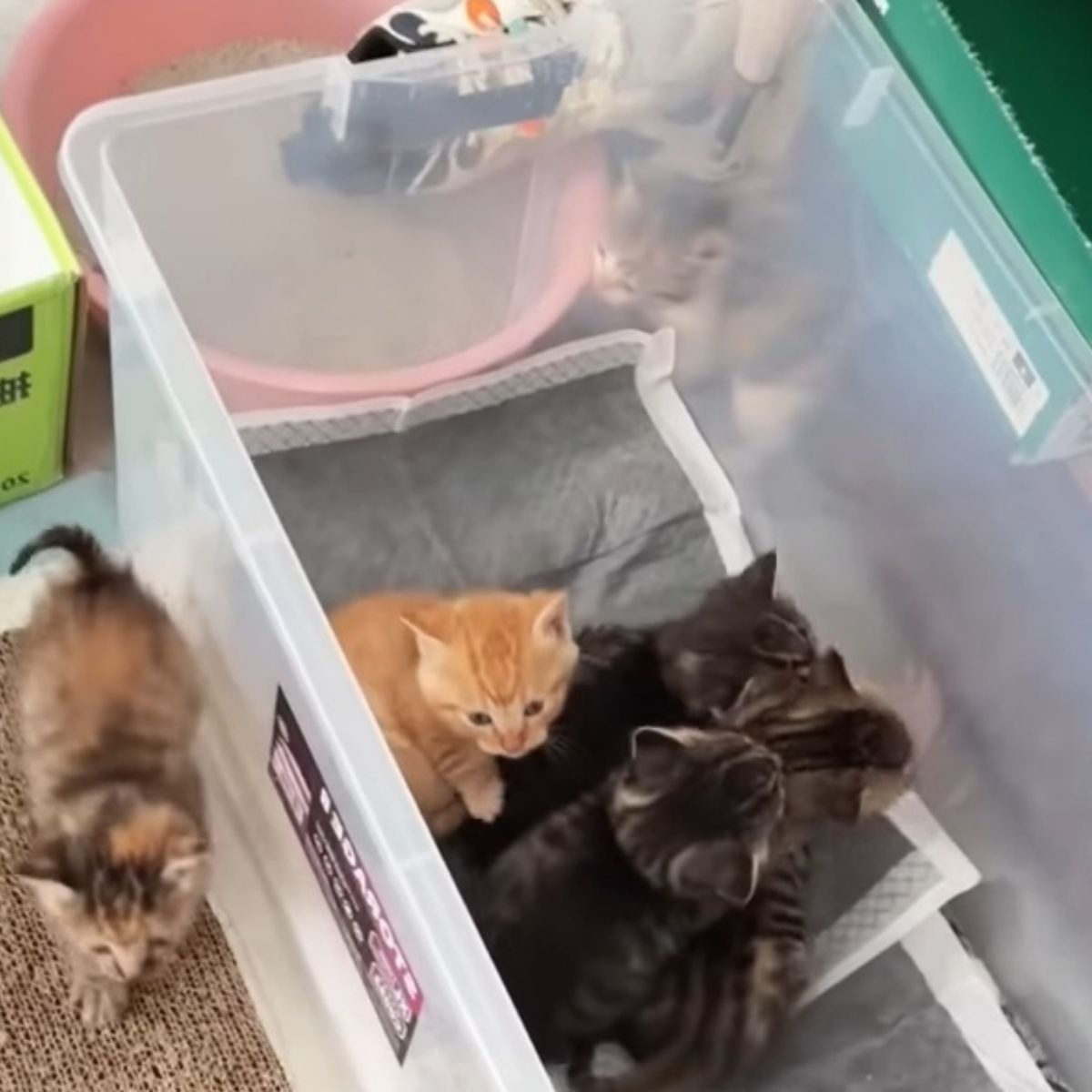 Vier Katzenbabys in einer Box