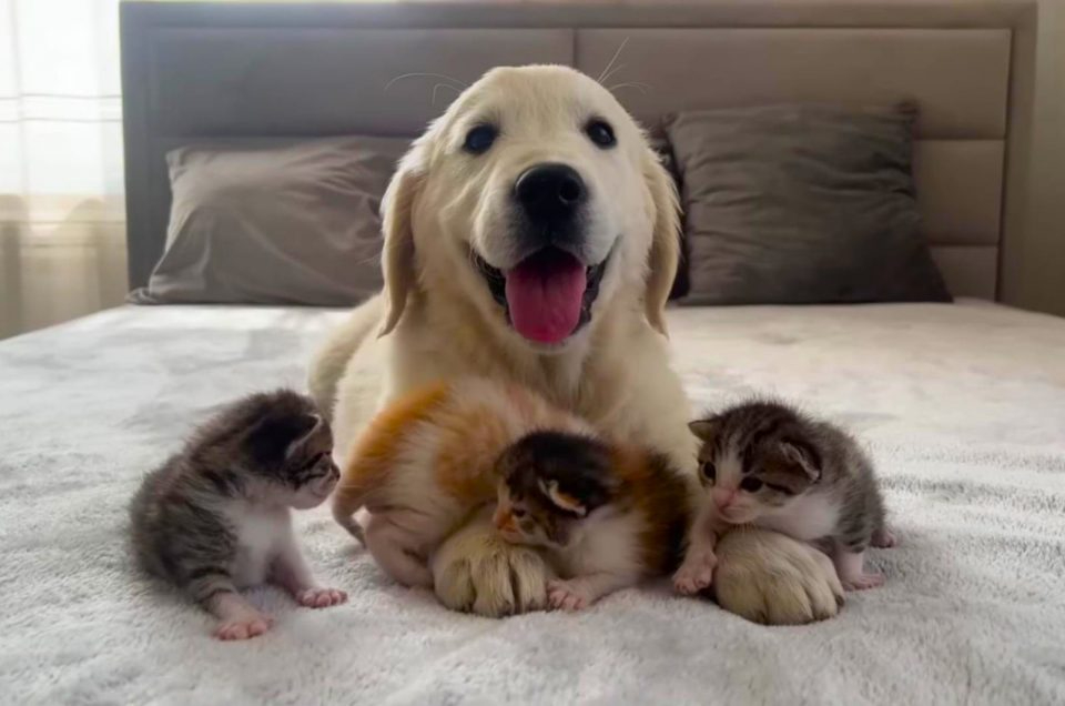 Vier kleine Katzenbabys und ein Golden Retriever