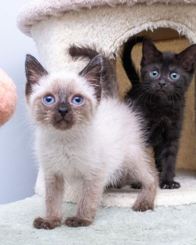 Weiße und schwarze Katze mit blauen Augen