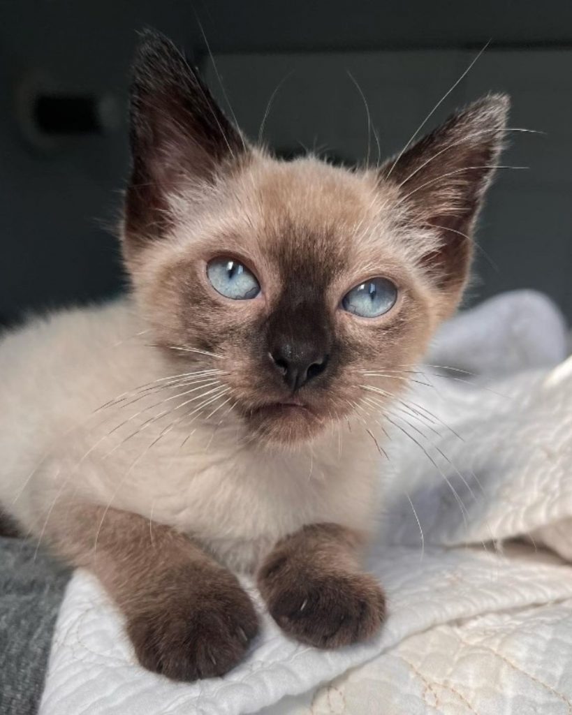 Wunderschoene Katze mit blauen Augen