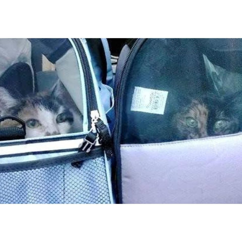 Zwei Katzen in zwei Transportboxen