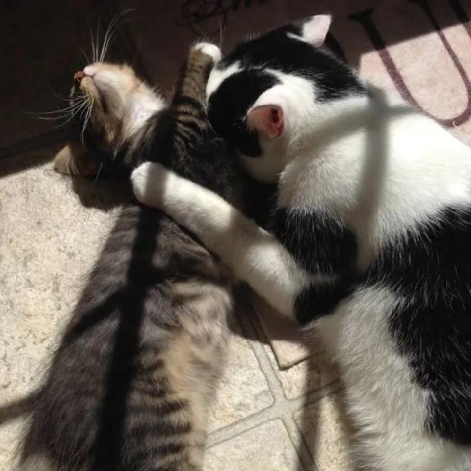 Zwei Katzen liegen im Sonnenschein