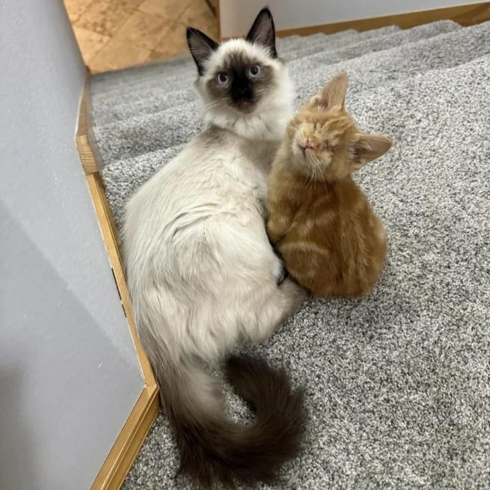 Zwei Katzen sitzen auf einer Treppe