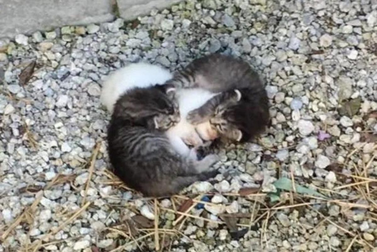 Zwei Katzenbabys umarmen ihre Schwester