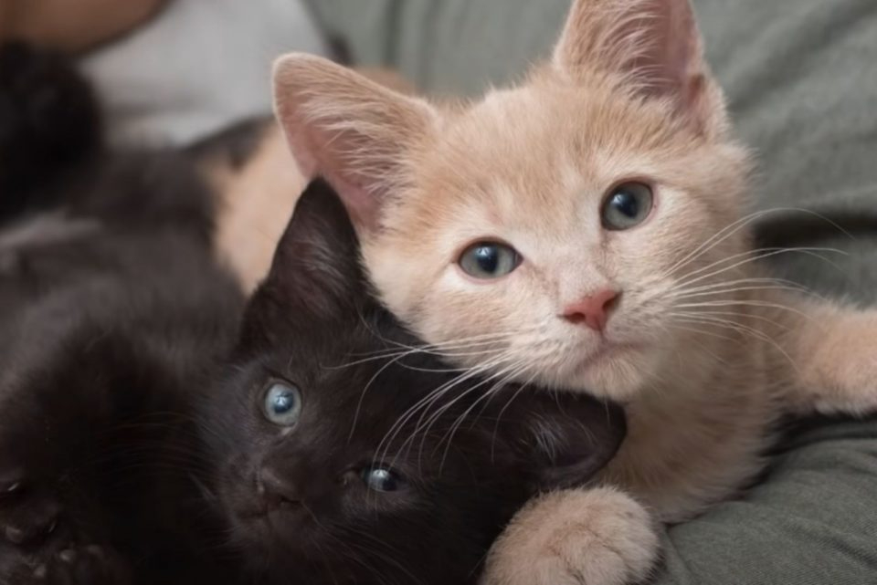 Zwei kleine Katzenbabys