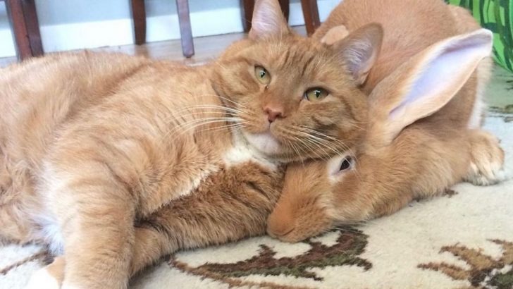 Ungewoehnliche Freundschaft zwischen einer Katze und einem Kaninchen