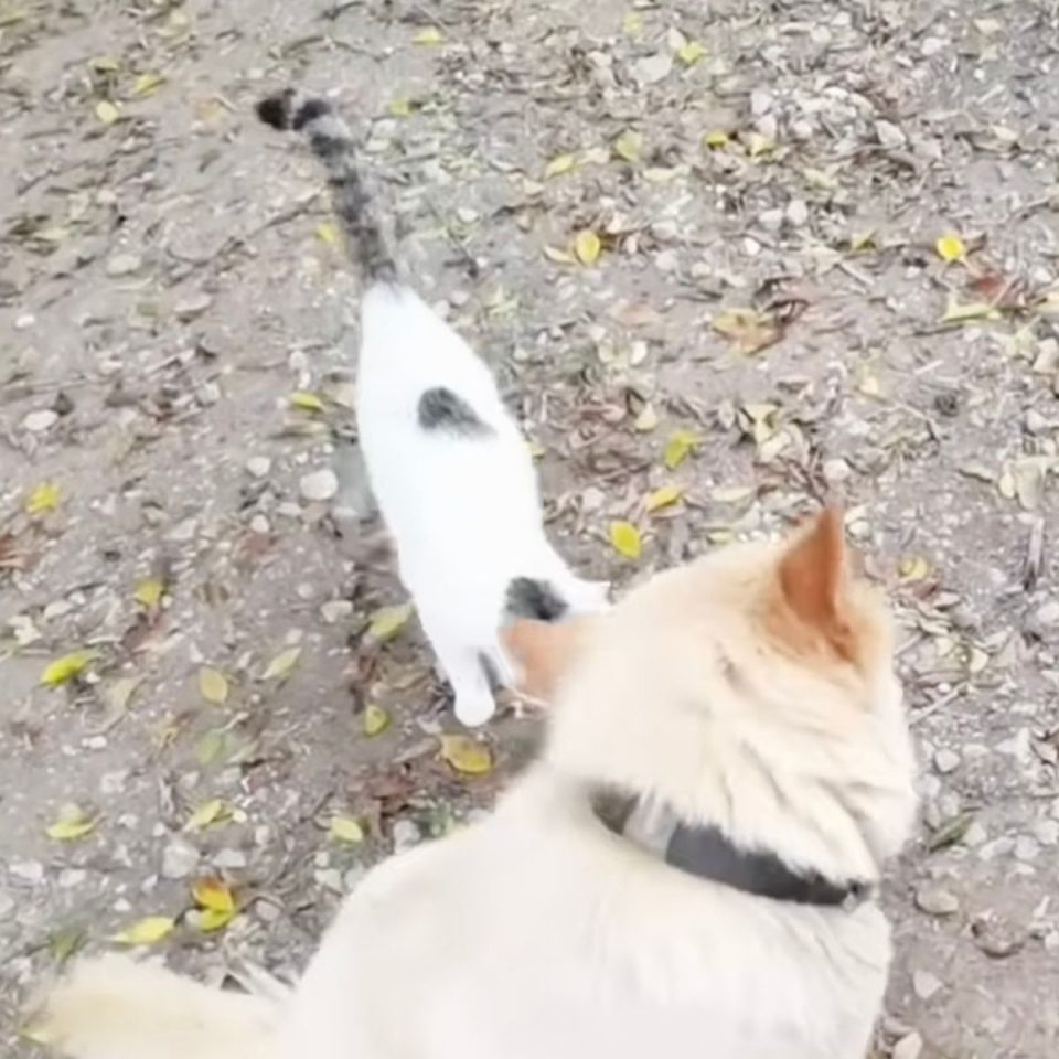 Ein Hund und eine Katze