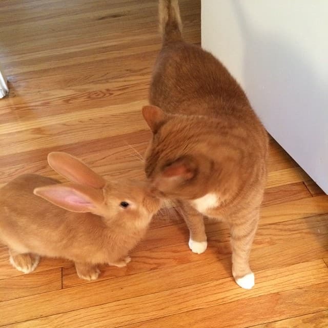 Eine Katze und ein Kaninchen stehen nebeneinander