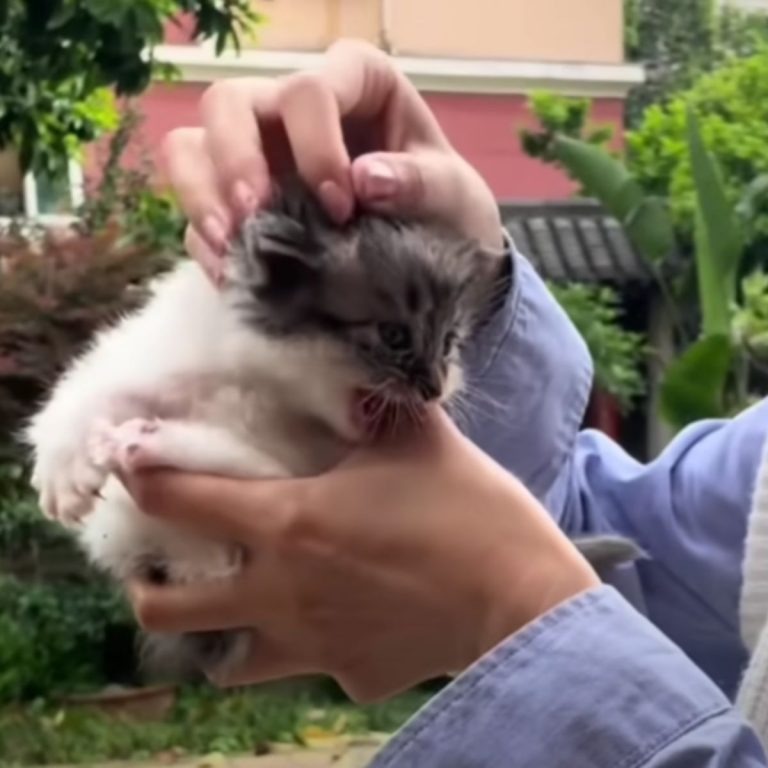 Eine Person haelt ein Katzenbaby in den Haenden