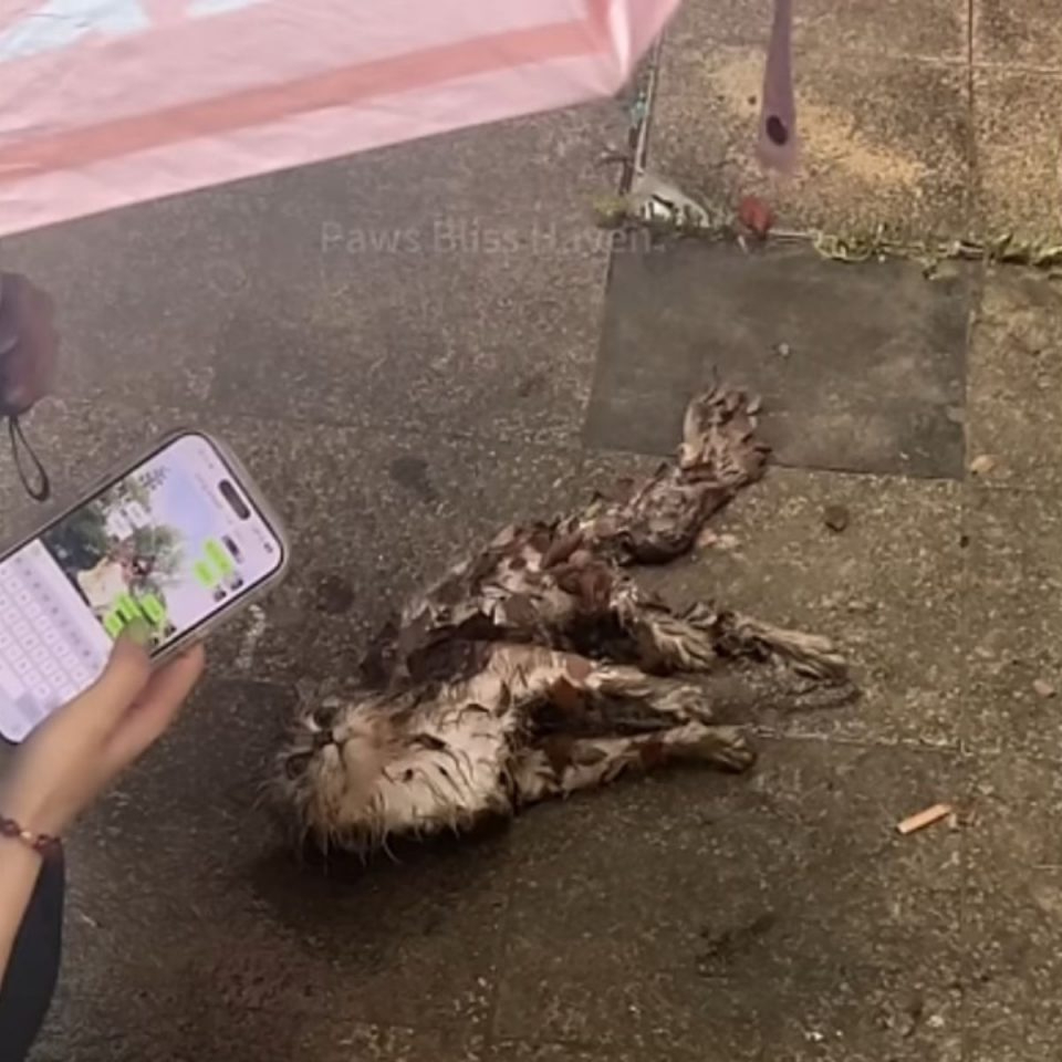 Frau entdeckt kranke Katze auf der Strasse