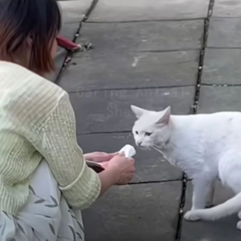 Frau versucht eine weisse Katze zu fuettern