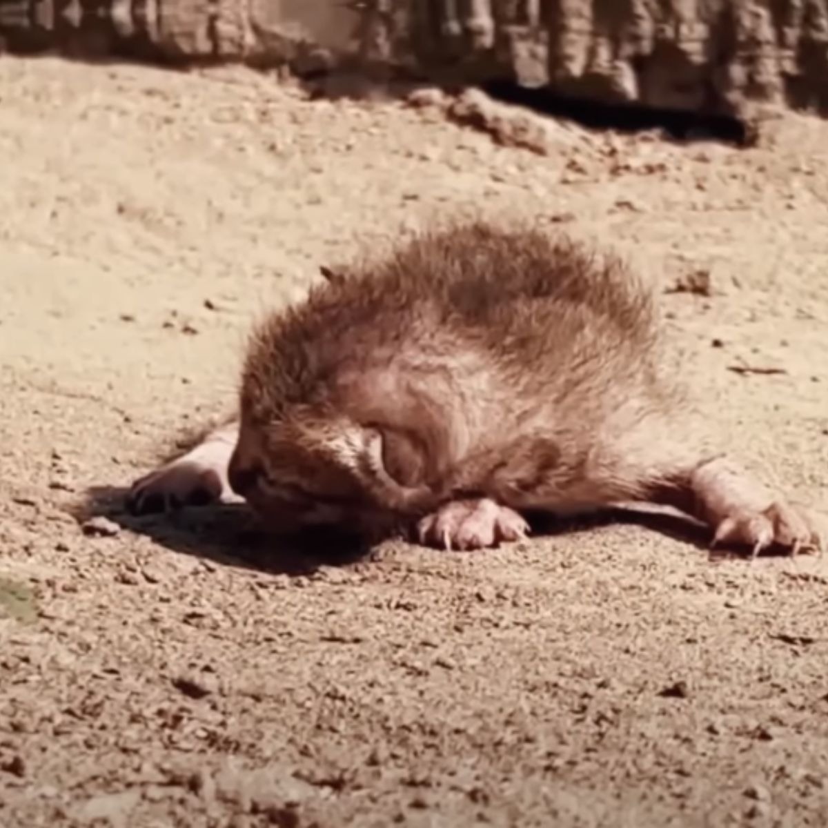 Hilfloses neugeborenes Katzenbaby liegt