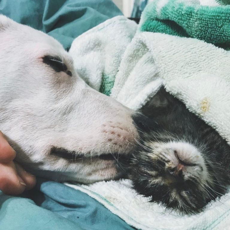 Hund liegt neben kleiner Katze