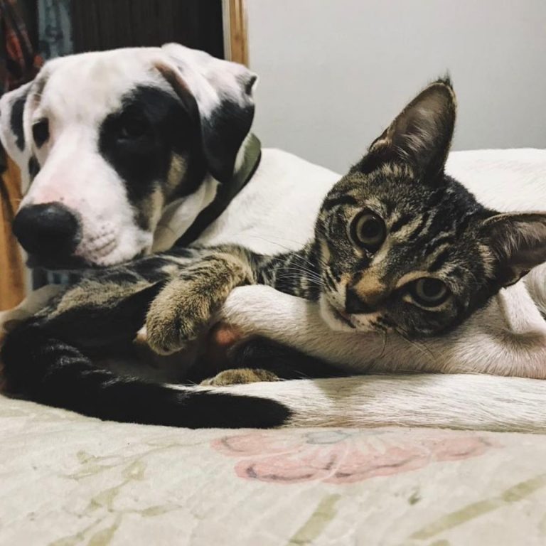 Hund und Katze kuscheln