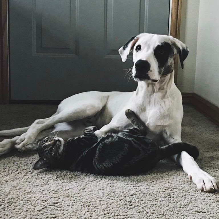 Hund und Katze liegen nebeneinander