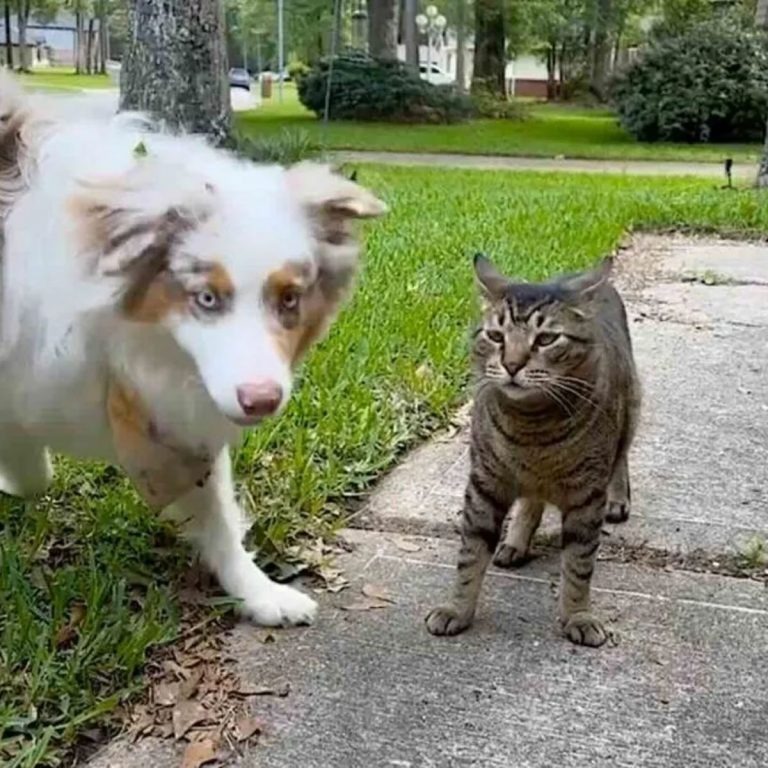 Hund und Katze stehen nebeneinander