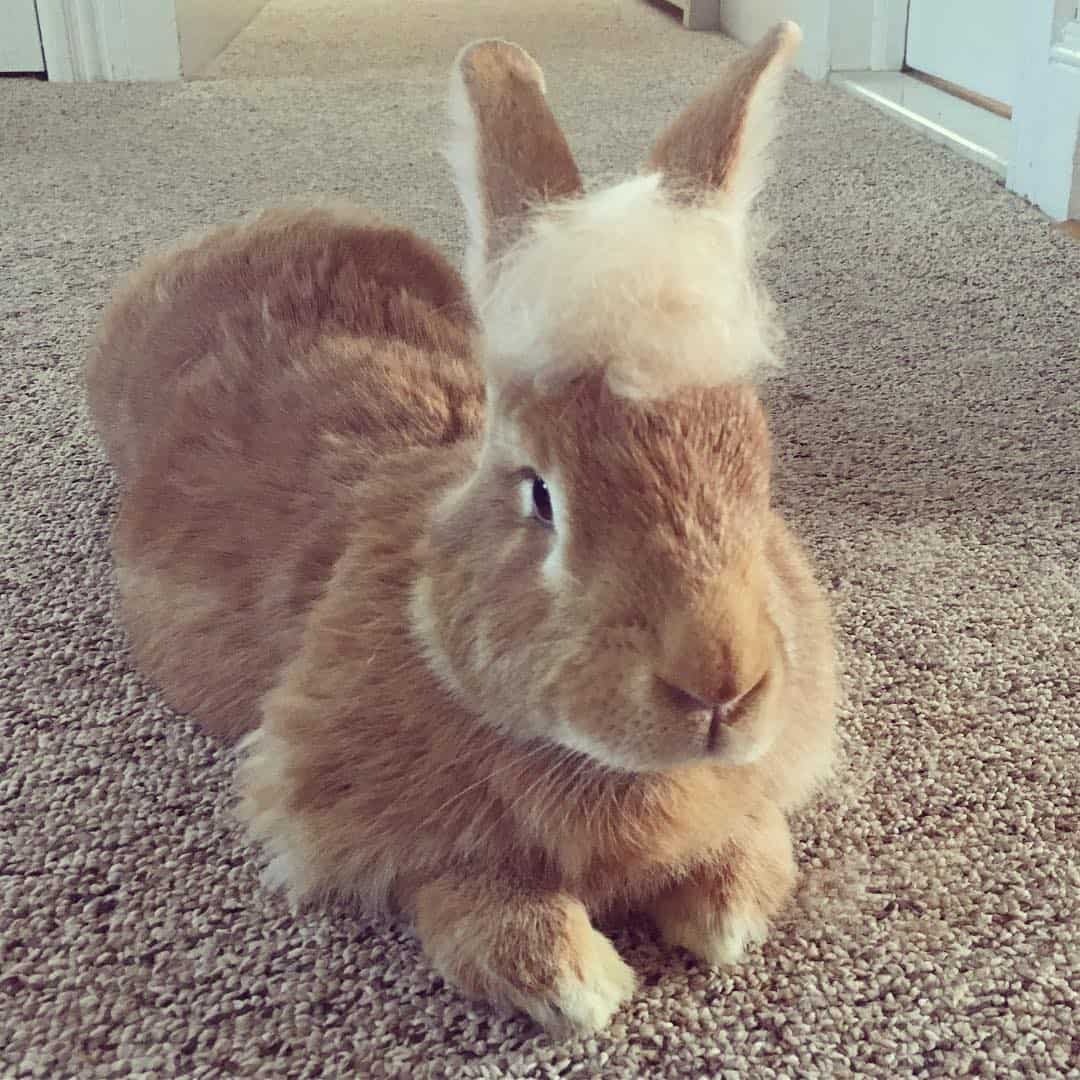 Kaninchen mit Haaren auf dem Kopf