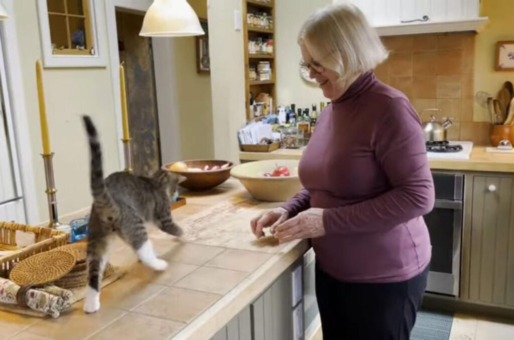 Katze auf der Kuechentheke neben einer Frau