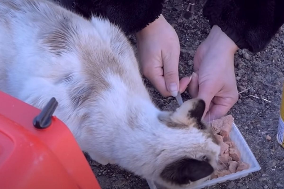 Katze bekommt Futter