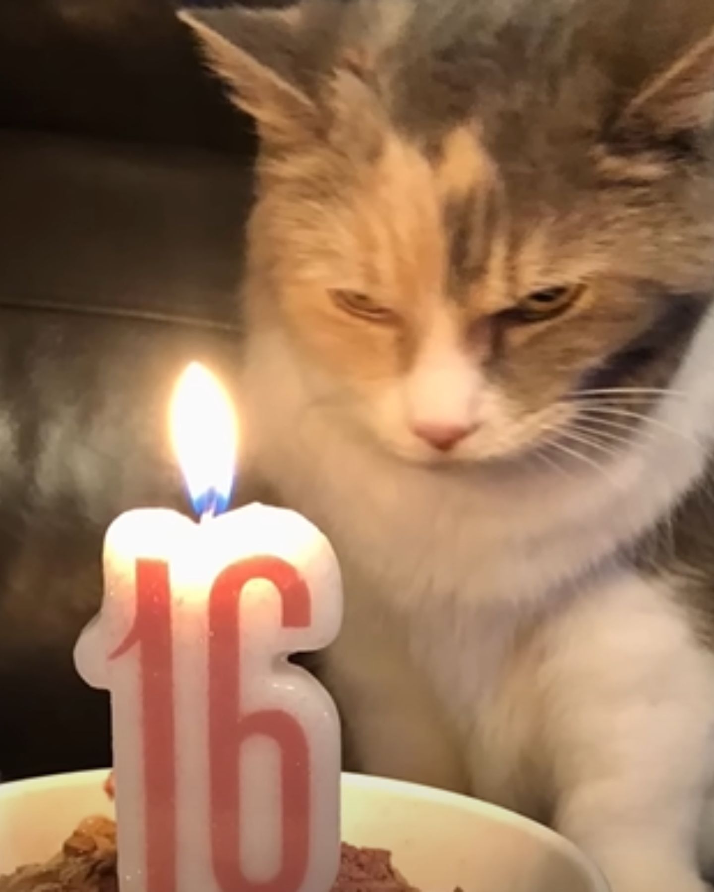 Katze feiert ihren Geburtstag