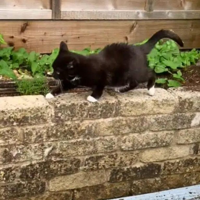 Katze geht auf einer Mauer