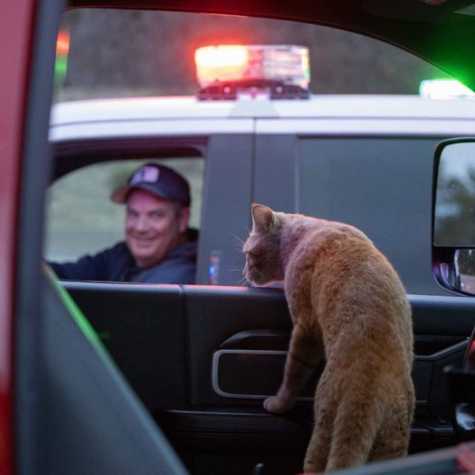 Katze im Auto