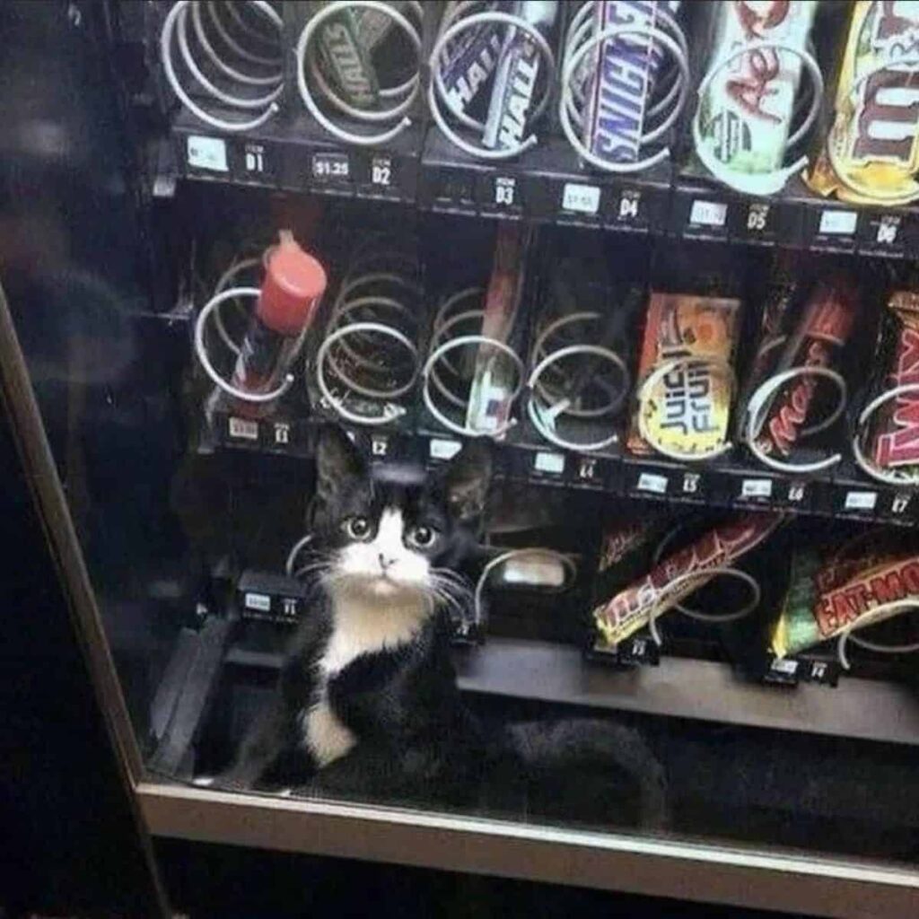 Katze im Automat