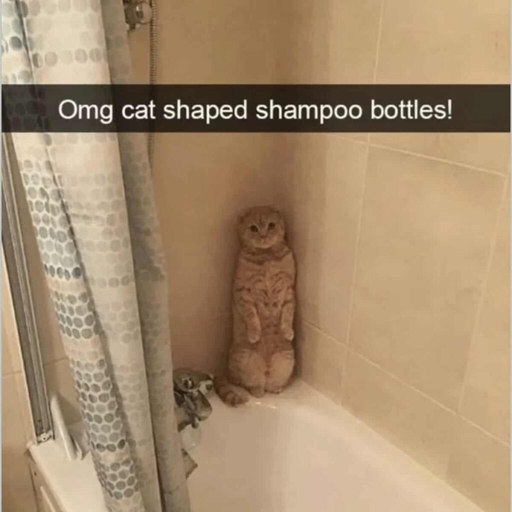 Katze im Badezimmer