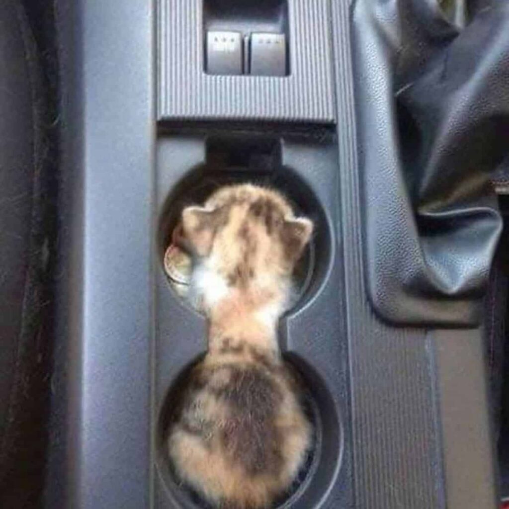 Katze im Becherhalter eines Autos