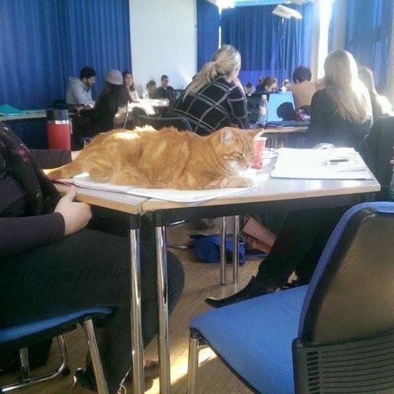 Katze im Klassenzimmer