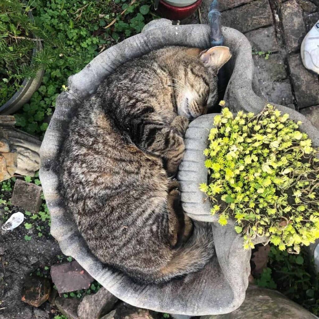 Katze im Pflanzentopf