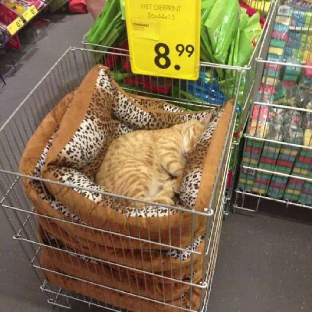 Katze im Supermarkt