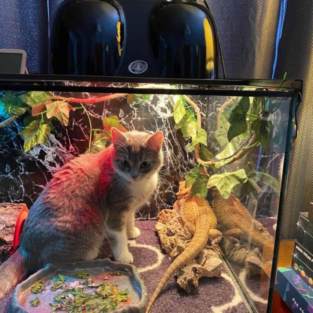 Katze im Terrarium