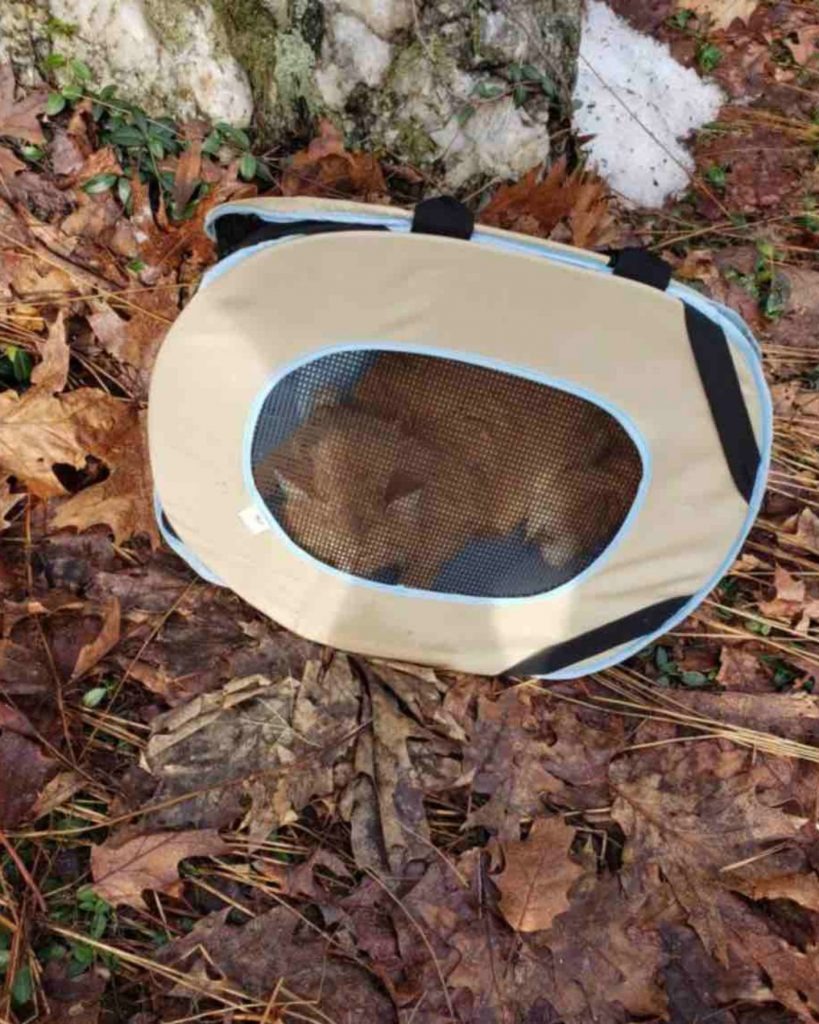 Katze im Tiertransporter gefangen