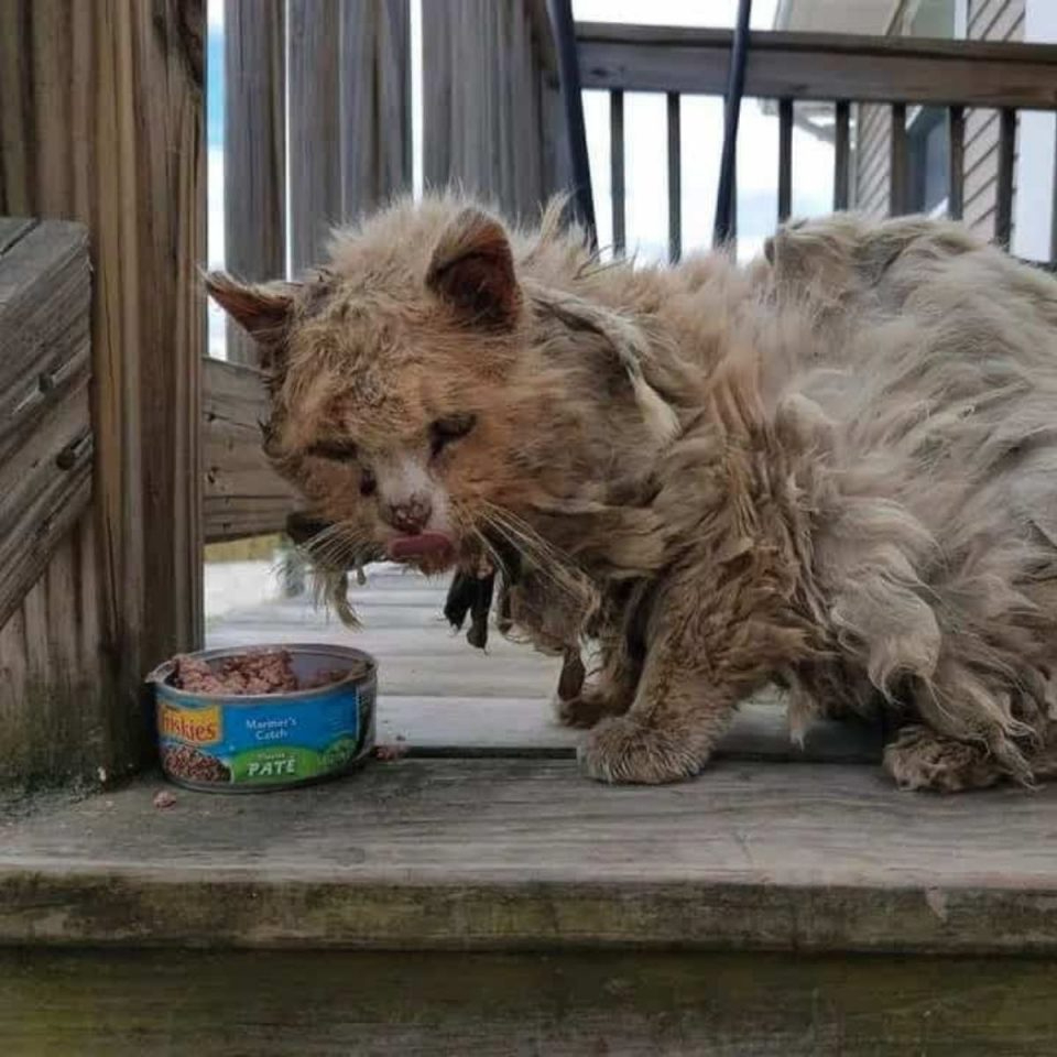 Katze im schlechten Zustand frisst Dosenfutter