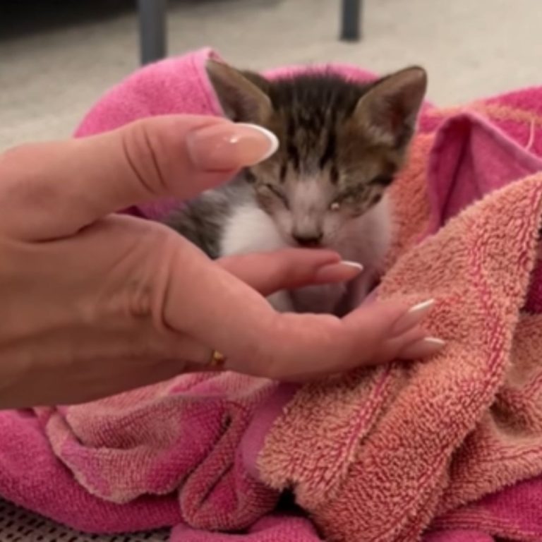 Katze in einer Decke eingewickelt