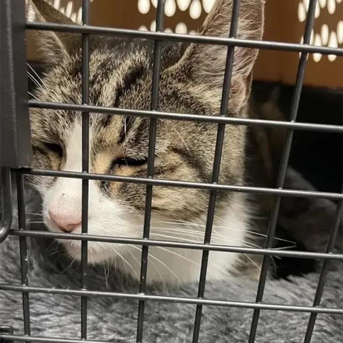 Katze in einer Transportbox