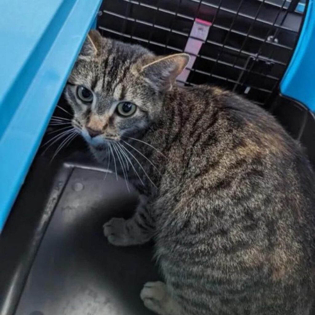 Katze in einer Transportbox