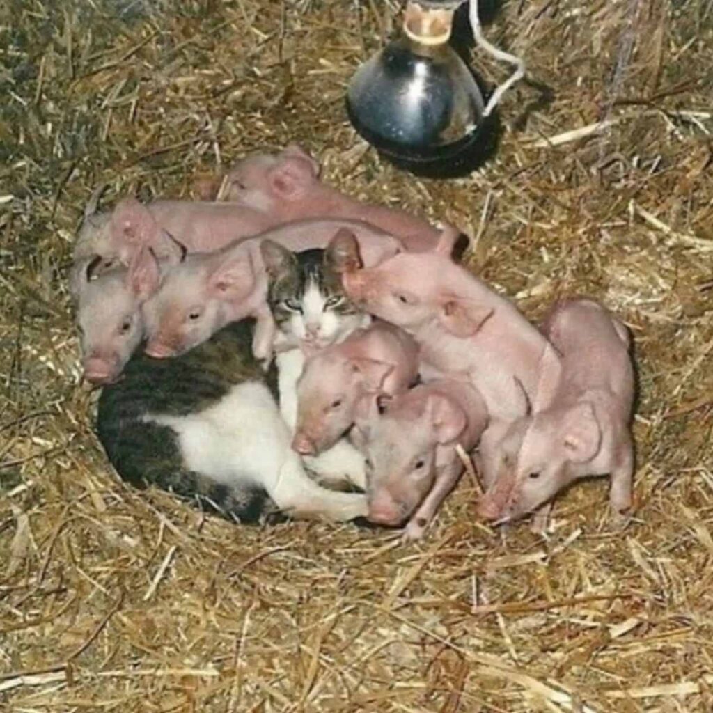 Katze kuschelt mit kleinen Schweinen