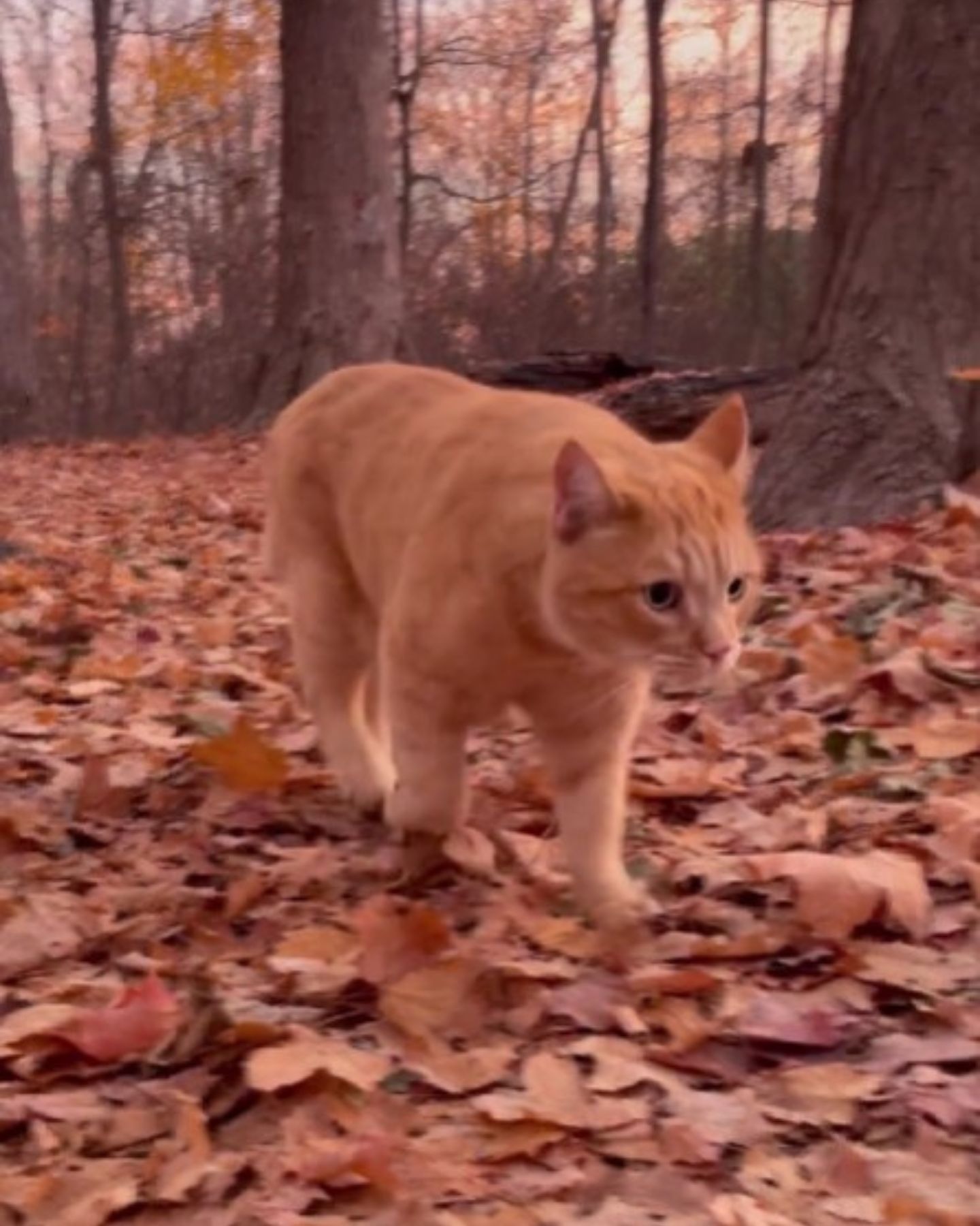 Katze laeuft auf Laub