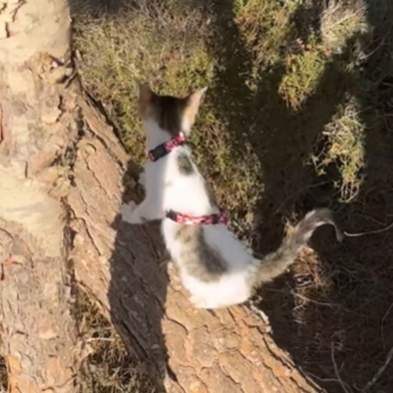 Katze läuft auf einem Baumstamm