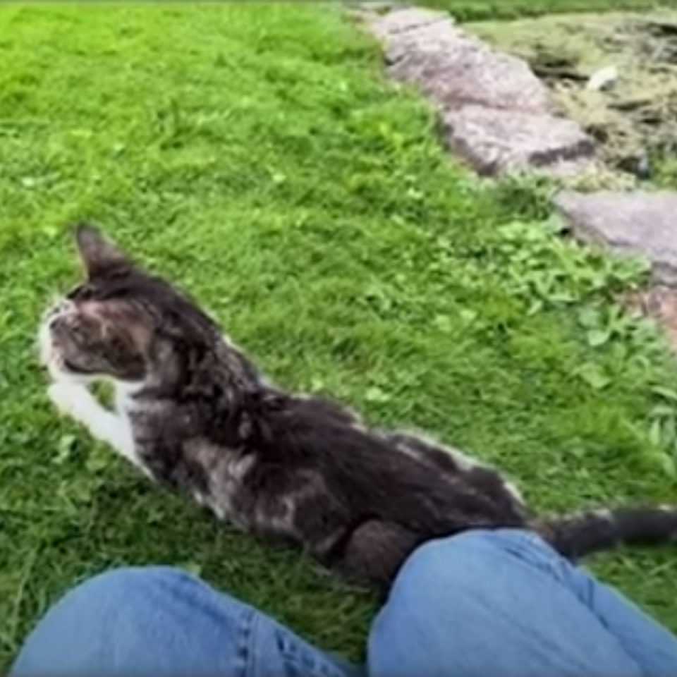 Katze liegt auf Gras