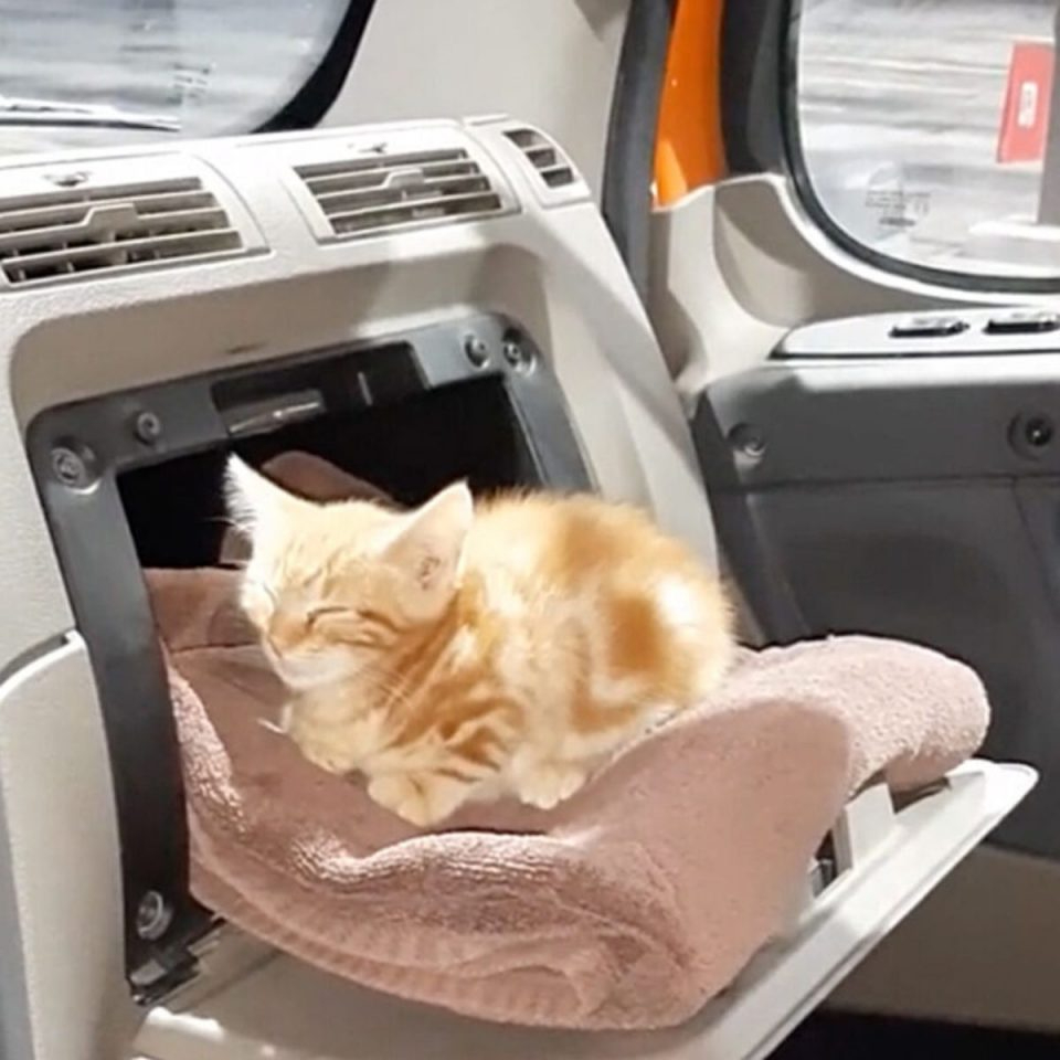 Katze liegt im Lastwagen