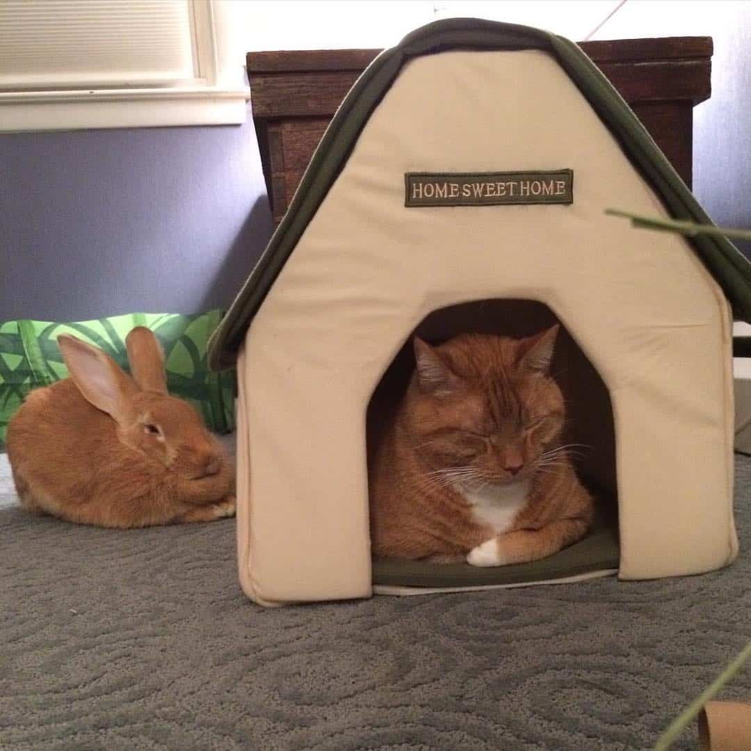 Katze liegt in einem kleinen Haus 